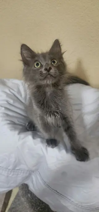 Smokey Grey