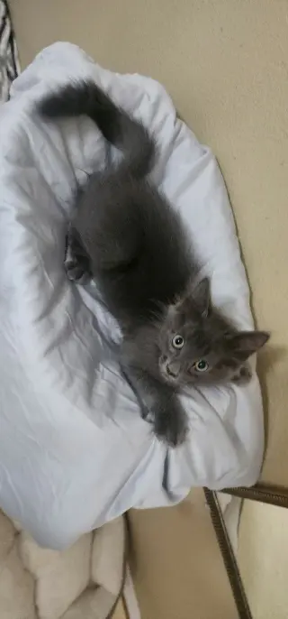Smokey Grey
