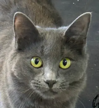 Nadia