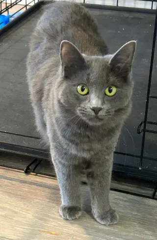 Nadia