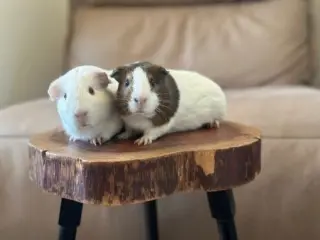 Massi & Ube