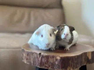 Massi & Ube
