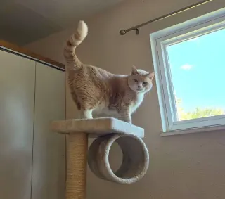 Rosie