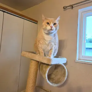 Rosie