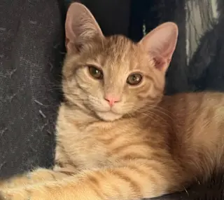 Bisque