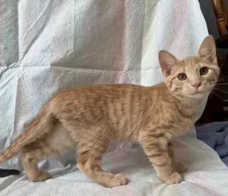 Bisque
