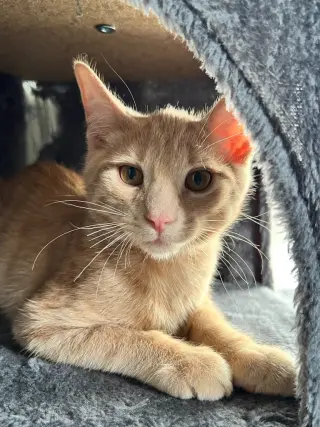 Bisque