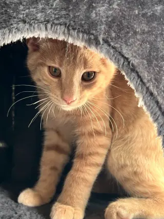 Bisque