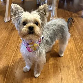 A Luci
