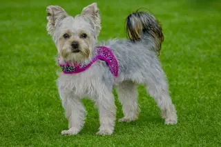 A Luci
