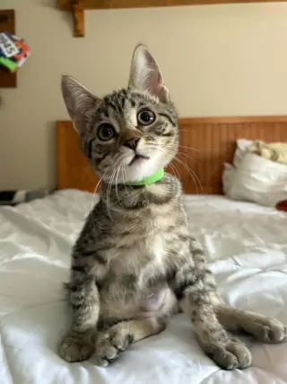 Pochita