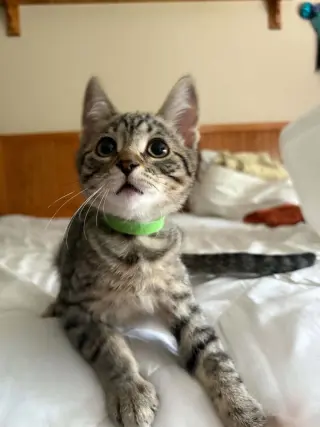Pochita