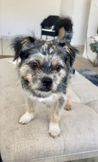 Scruffy