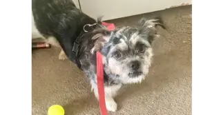 Scruffy