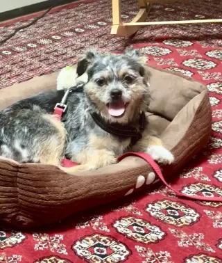 Scruffy