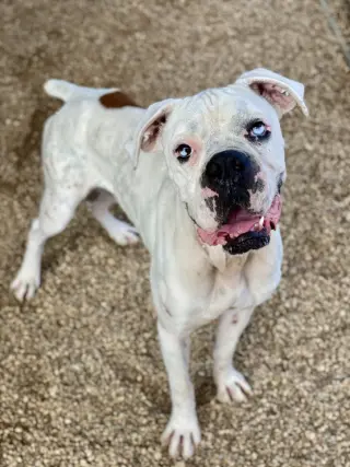 Johnathan Bullitt Dogriguez II