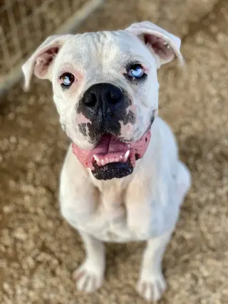 Johnathan Bullitt Dogriguez II