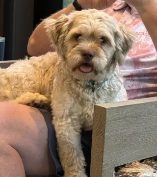 Teddy
