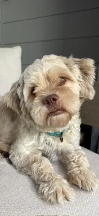 Teddy
