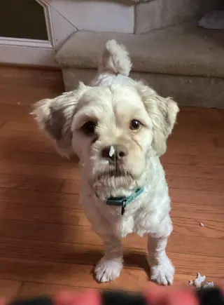 Teddy