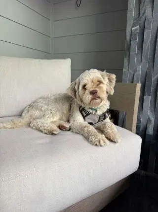 Teddy