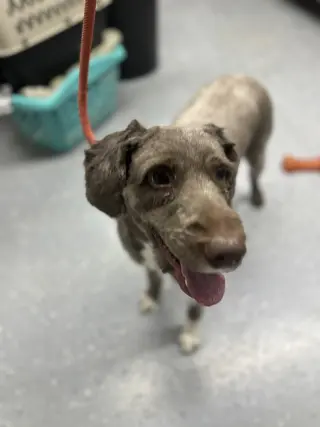 Finley DD