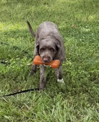 Finley DD