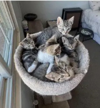 Chicken Noodle