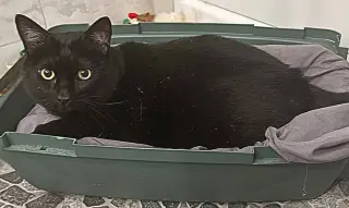 Smoov (Courtesy Post)