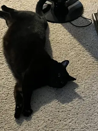 Smoov (Courtesy Post)