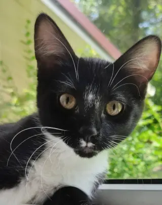 Tuxee Bear