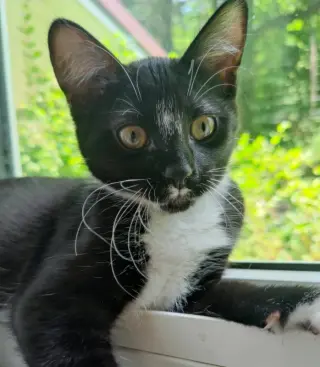 Tuxee Bear