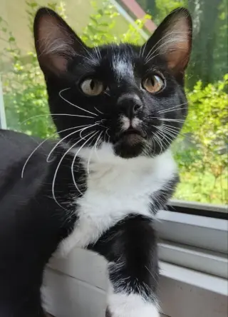 Tuxee Bear