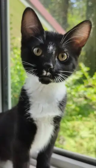 Tuxee Bear