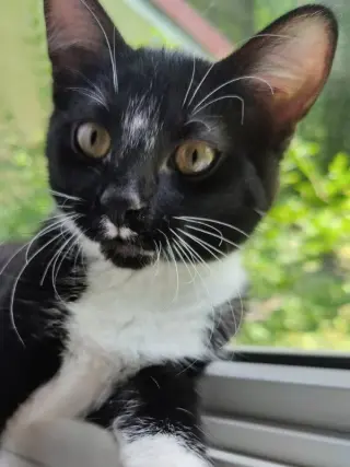 Tuxee Bear