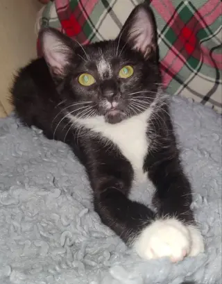 Tuxee Bear