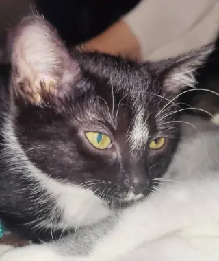 Tuxee Bear