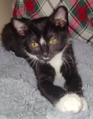 Tuxee Bear