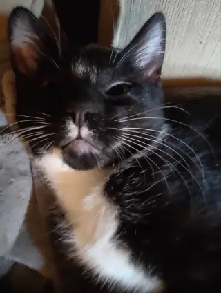 Tuxee Bear