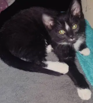 Tuxee Bear