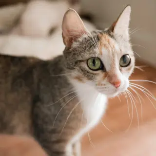 Rosemary