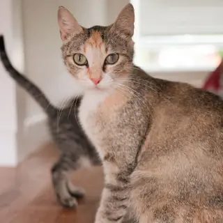 Rosemary