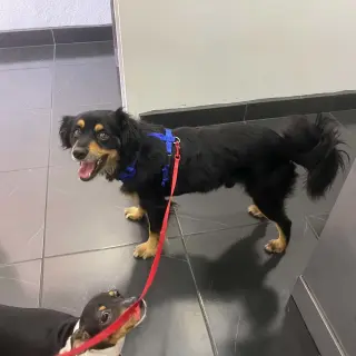 Rocky