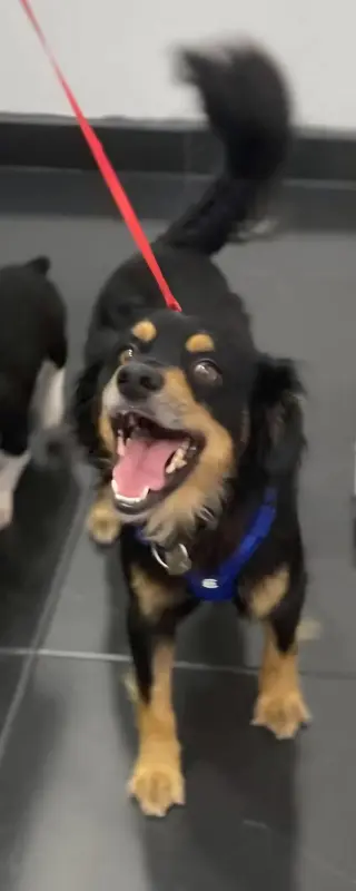 Rocky