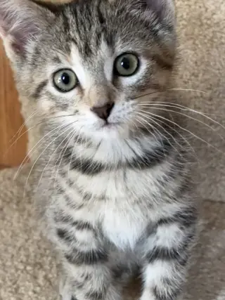 McKenzie