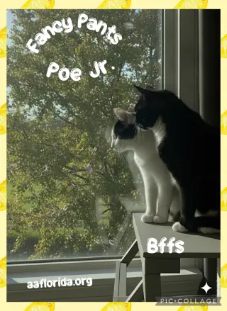 Fancy Pants & Poe Jr.