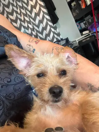 Rusty