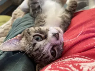 Sleepy