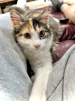 Mewly Cyrus