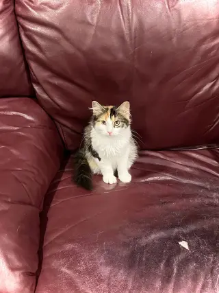 Mewly Cyrus